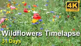 Beautiful Wildflowers Timelapse - Growing Moving and Flowering - 4K UHD