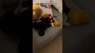 No Mickey Shorts today Simba had an accident[THIS VIDEO IS GROSS WARNING] 