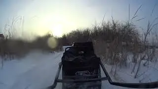 Собака БурлАка