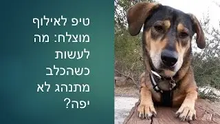 אילוף כלבים חיובי: מה לעשות כשהכלב מתנהג לא יפה