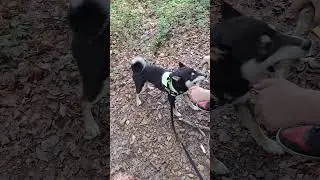 Stick has no chance! 🐺🐶🐕Shiba plays!