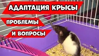 АДАПТАЦИЯ КРЫСЫ ДАМБО / С КАКИМИ ПРОБЛЕМАМИ Я СТОЛКНУЛАСЬ?