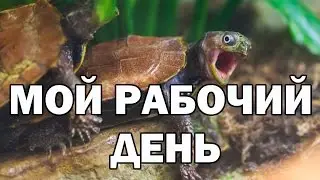 Рабочий день трудяги