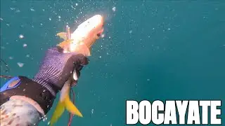 Voy detras de SALMONETE y capturo un BOCAYATE en salinas BANI RD