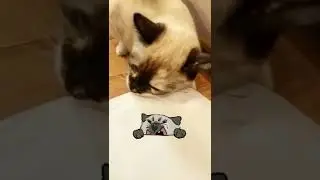 Как понять своих кошек