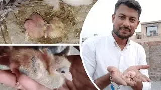 Kabutaron Ke New Chicks Nikal Aae  || New Pigeon Chicks #pets #petslovers #viral #pigeonvideo