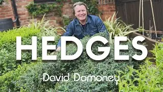 Box Hedge Alternative