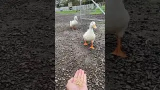 Duck 