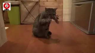 ВИРТУОЗНОЕ ИСПОЛНЕНИЕ