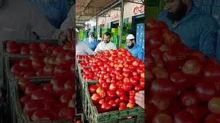 Punganur tomato MSM 🍅🍅 11/09/2024 #tomato #punganurtomatomarket #trending #tomatomarket
