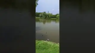 Новодевичий пруд