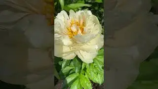 Пастелеганс