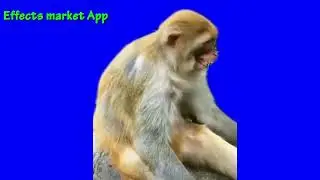 monkey best HD video