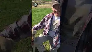 How to deal with invasive wolves 