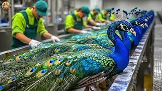 PEACOCK Farming Technique | How China Farmer Profit from the Most Stunning Bird | Peacock Industry