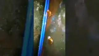 2 frogs Fighting ( Loud sound ) #shorts