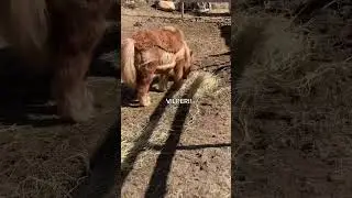 Ääniä tallilta pt 1 :) hyluuko joku pt 2?