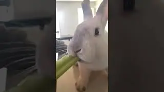 Cute Rabbit // listen to that crunchy sound!