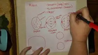 Drawing Mitosis