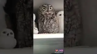 Вот так сова 🦉 в коллекции.