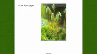 Bryophyte Review