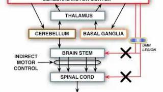 Anatomy Motor Exam: UMN Syndrome