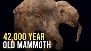 42,000 Year Old Mammoth Found Frozen In Time