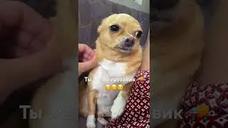 Чихуахуа #приколы #собака #чихуахуа #dog #приколысживотными #sunny #shortsvideo #