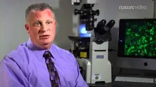 Stem cells put women on fertile ground - by Nature Video