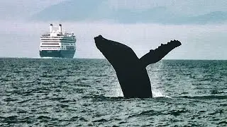 Pacific Giants, Humpback Whales and Orca