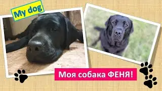 Собачья жизнь на пятерку/Любимица наша/Немного о ВОСПИТАНИИ НАШЕЙ СОБАКИ