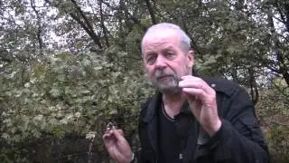 Co zrobić gdy zabraknie leków- głóg