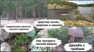 Как посадить дикорастущий лесной вереск.
