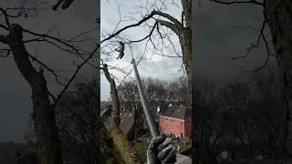 Tomcat pushed from tree 