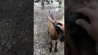 Май  Наконец то мы все вместе на пастбище