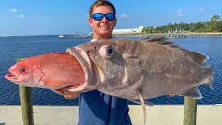 HUNGRY Deep Sea Grouper! Catch Clean Cook- Snowy Grouper (Deep Drop Panama City, Florida)