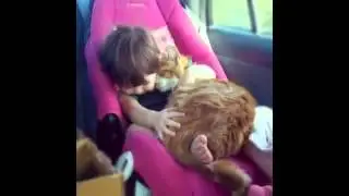 Кошки!!! Супер!!!