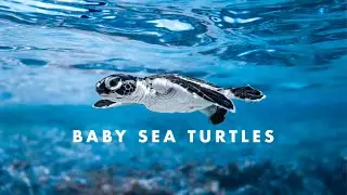 Releasing Baby Sea Turtles in Costa Rica