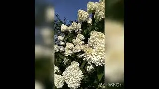 гортензия Лаймлайт цветёт...