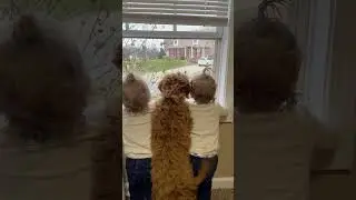 Dog and Toddlers Wait for Brother at Window❤️