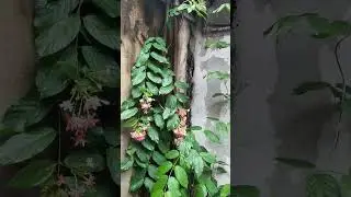 Sau cơn mưa Hoa đã nở