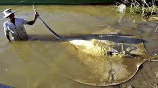 10 Abnormally Large Animals That ACTUALLY Exist!