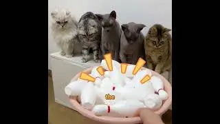 I gave my cats an IQ test and the results shocked me😹 