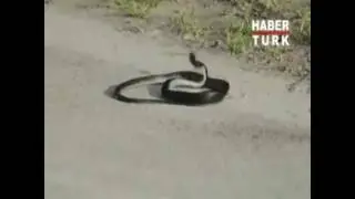 Doğu Chicago Gençlerini Öldüren O Madde !