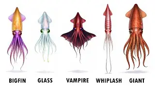 Every CREEPY SQUID Explained