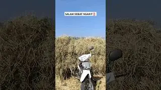 Muatan full jerami! #shortsvideo #trendingshorts #fypシ゚viral