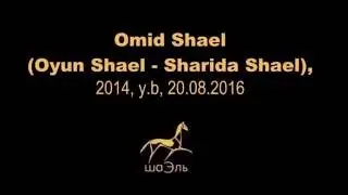 Omid Shael (Oyun Shael - Sharida Shael), 2 года, ахалтекинский жеребец, продажа.