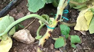 Bleeding disease in melon. What disease is pink fluid discharge?