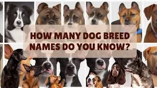 Name the Dog Breed Quiz Answers and Trivia 🐕Guess that Canine Challenge 🐶 #quiz #dogbreeds #doglover