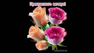 АЛАЯ  РОЗА .